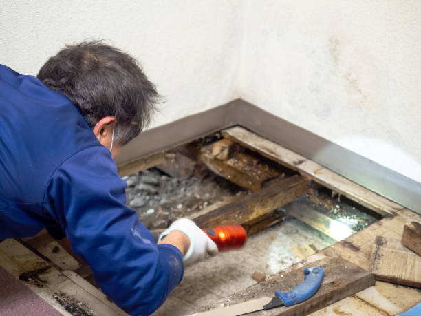 Best Residential Mold Remediation in Weedsport, NY